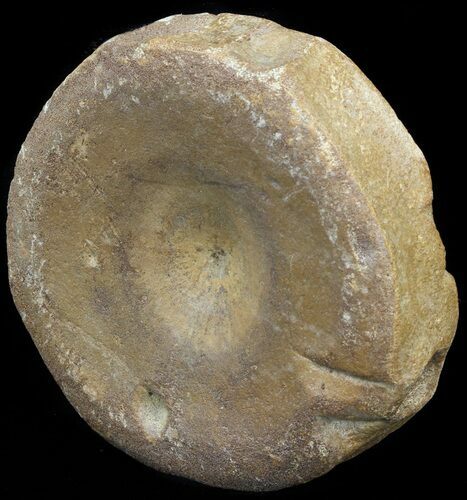 Ichthyosaur (Brachypterygius) Vertebrae - England #44699